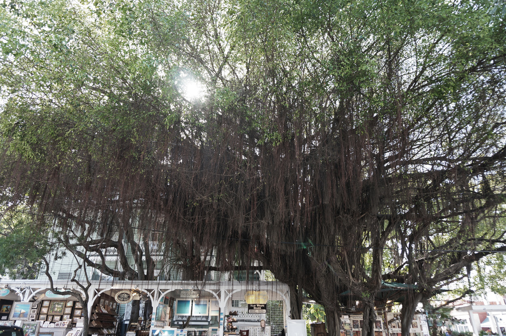 Trees of Key West