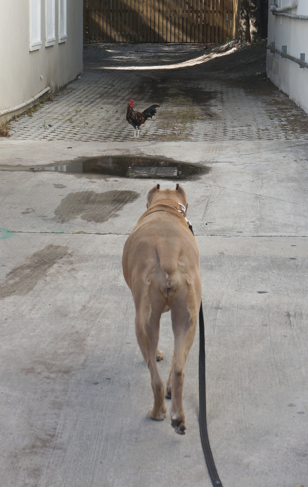 Key West Rooster and a Cane Corso