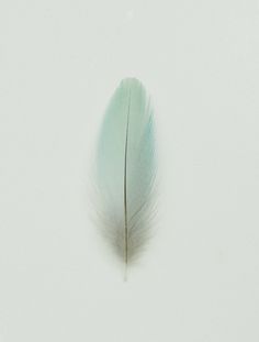 Celadon Feather