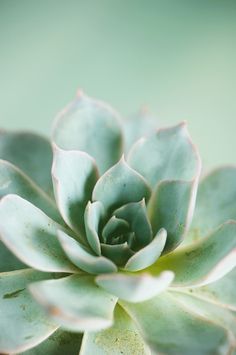 Celadon Succulent