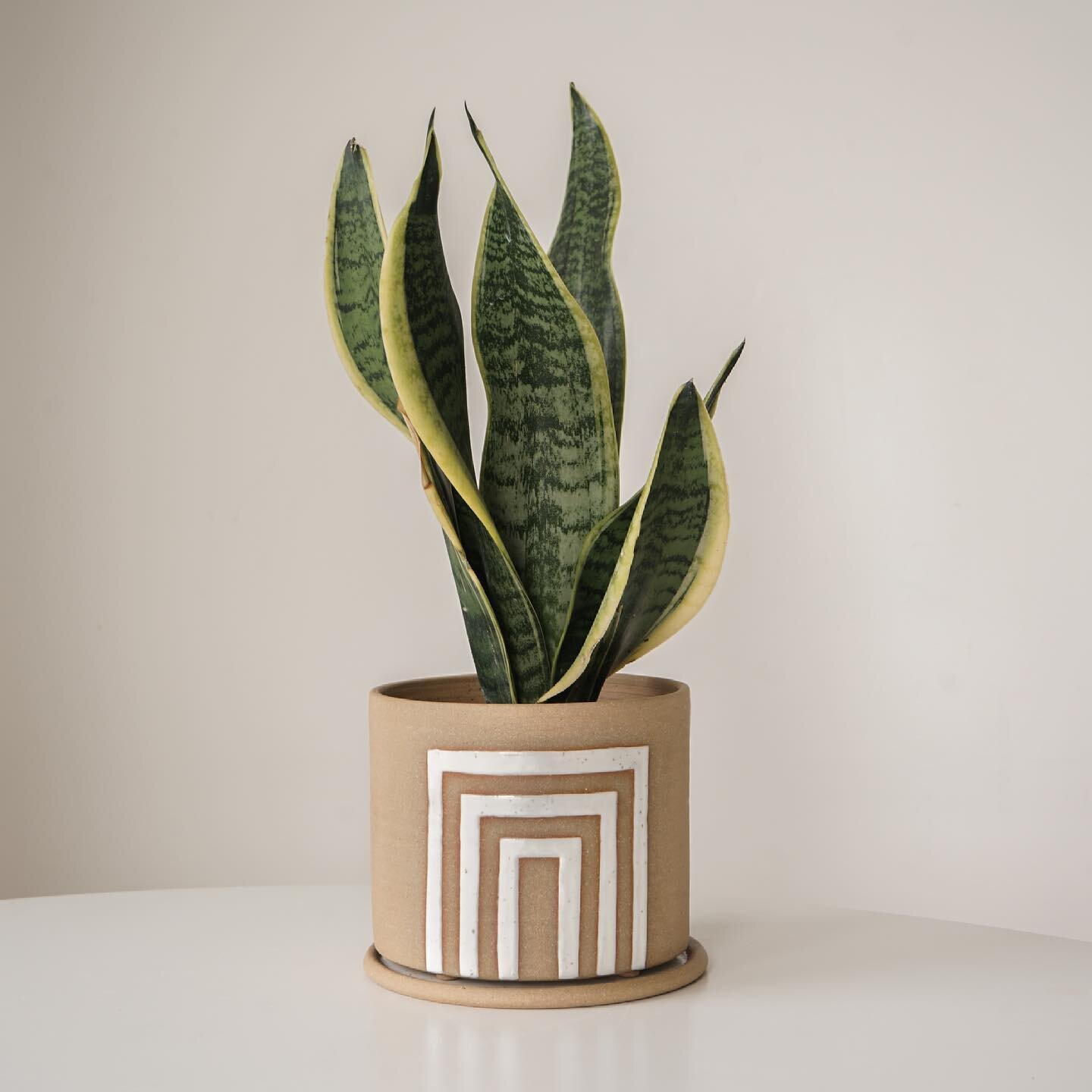 This little snake plant has grown so much since this photo, on a shelf in my bathroom it almost touches the ceiling now. I love these draining plant pots. They&rsquo;re on the list to make more of this week. 🪴