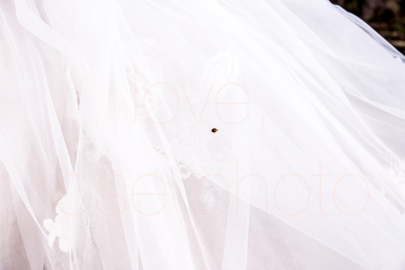 asheville wedding photographer best of the knot bride style rose photos social media share-24.jpg