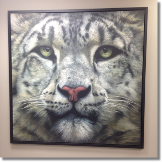 Let it Snow (Leopard) (Ray Hare)