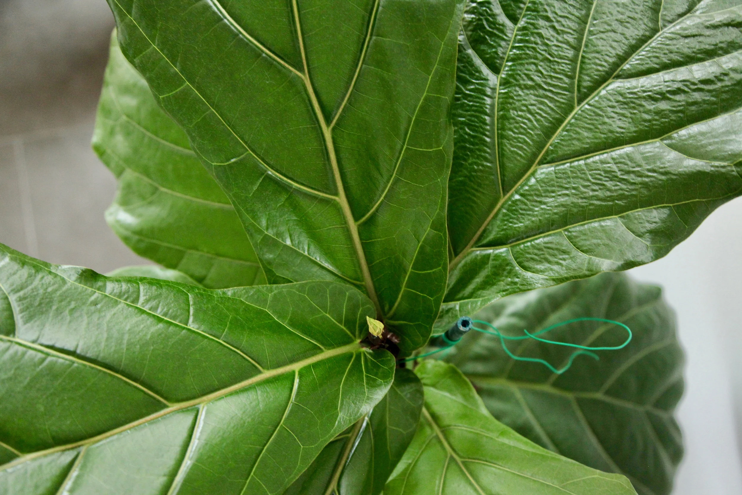 An emerging leaf set -- hello!