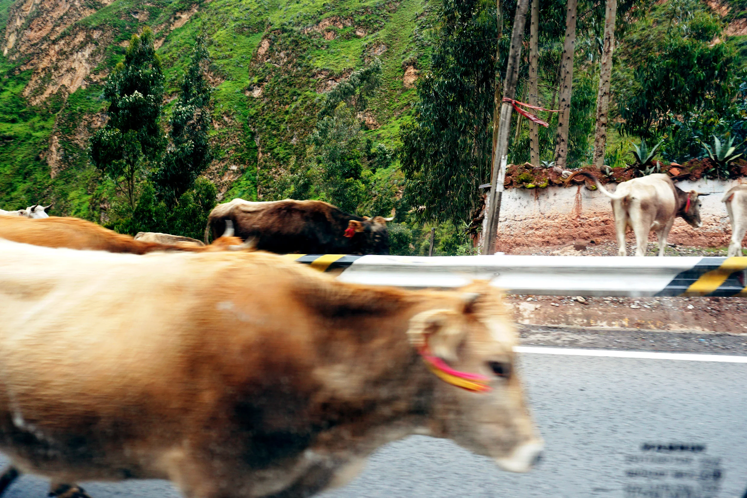 022416_Extrano_Peru.jpg