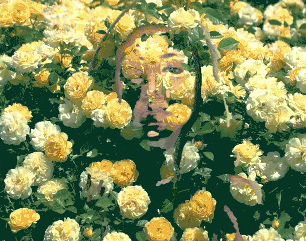roses.gif