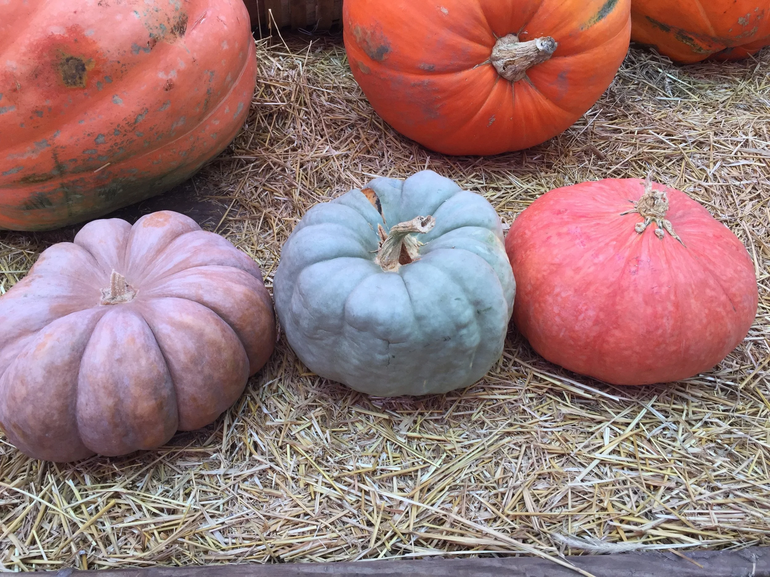 Heirloom Pumpkin Vessels