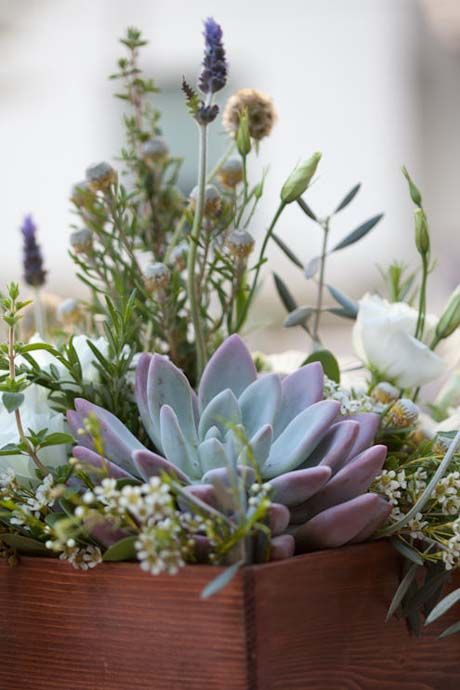 air plants types Assorted air plant main image 0