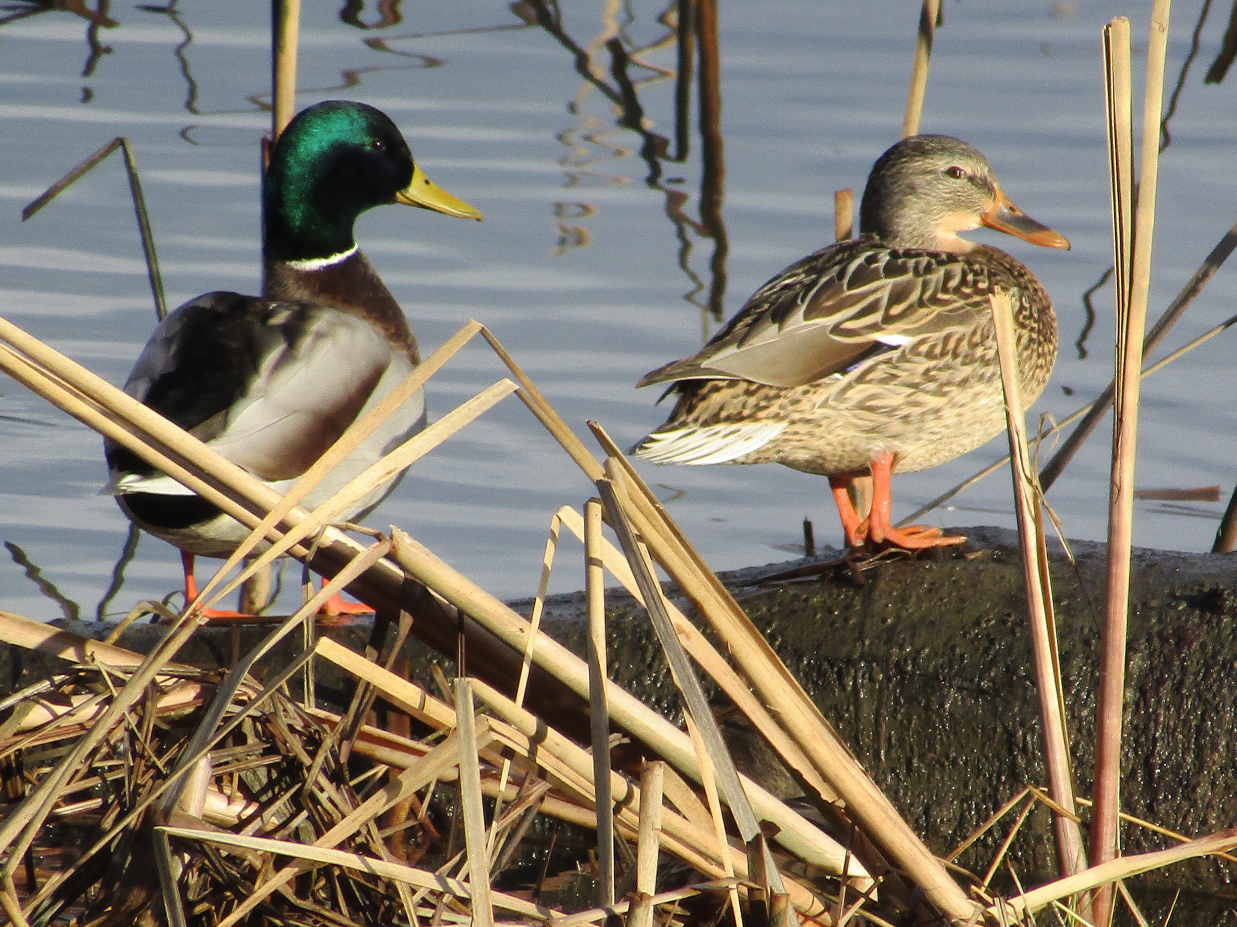 Also, when I got back home I went for a walk around the new homes being developed in the bridges. I found a little pond filled with these cool looking ducks, so I decided to try and snap some cool pictures. I happened to get a good one of a duck flapping his wings while perched in the water.