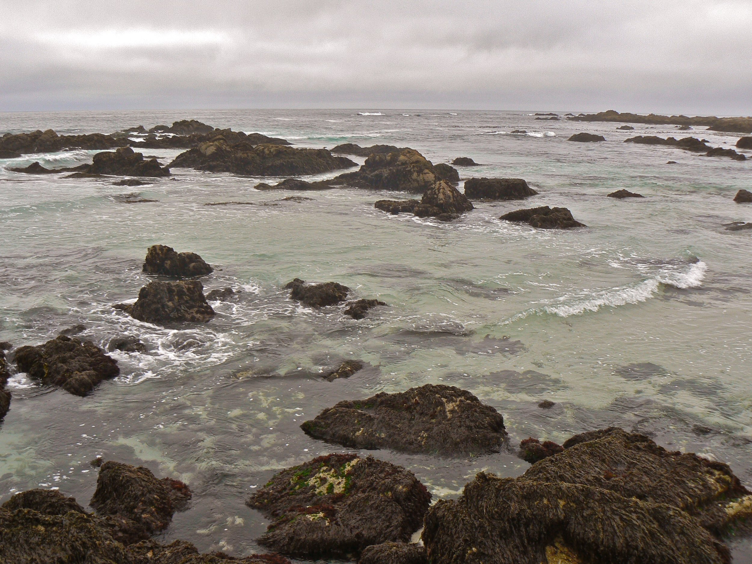 Tidepooling off the coast of Monterey - Version 2.jpg