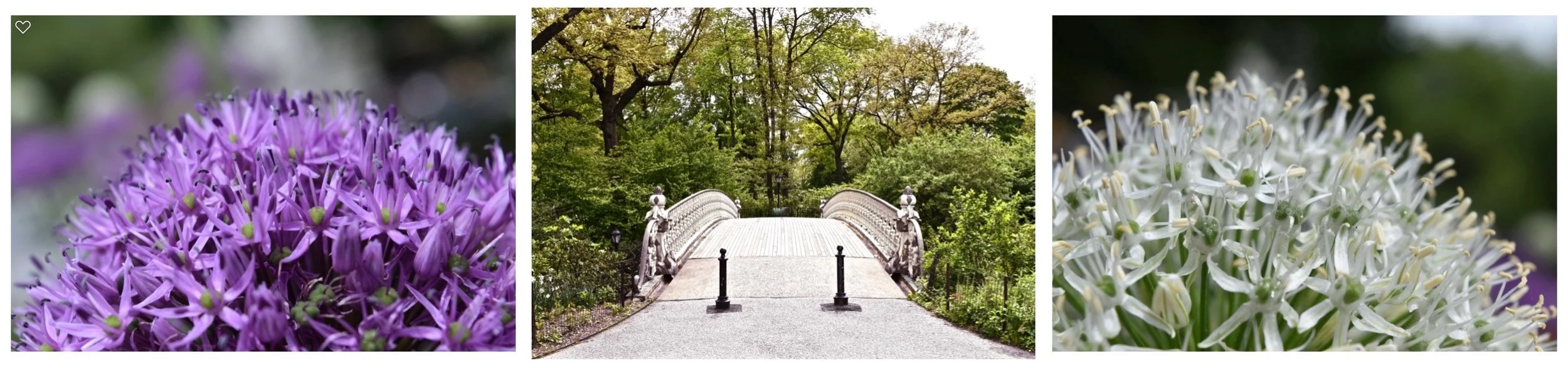 Central Park Triptych: “Floral Entry“