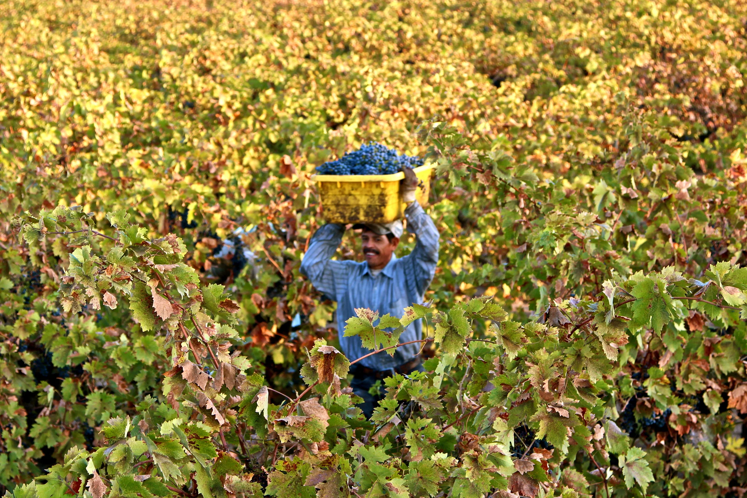 Through the Grapevine: California's 2014 Harvest