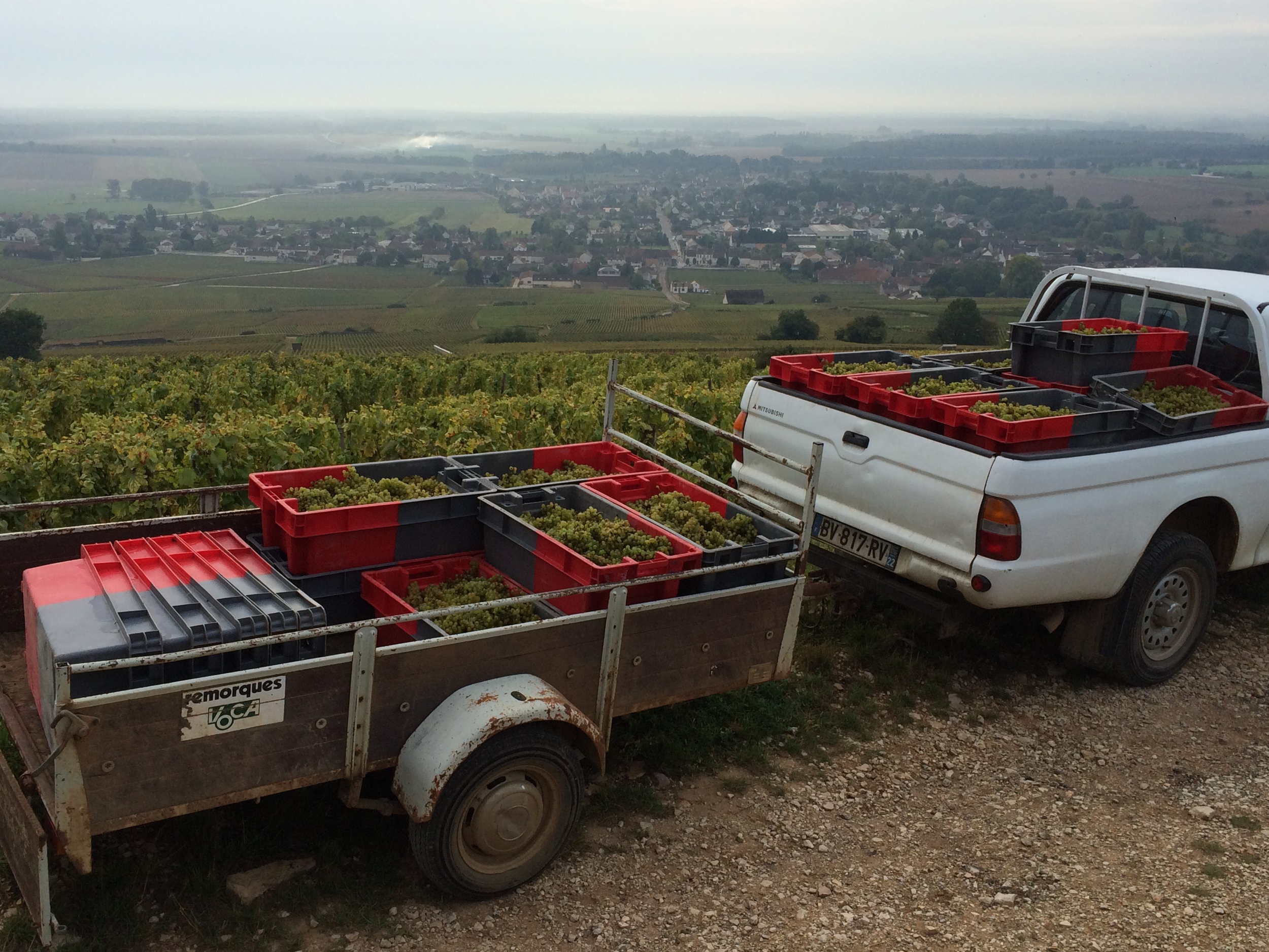 Hard to believe, but these crates represent the Domaine's entire parcel of 2014 Corton Blanc 