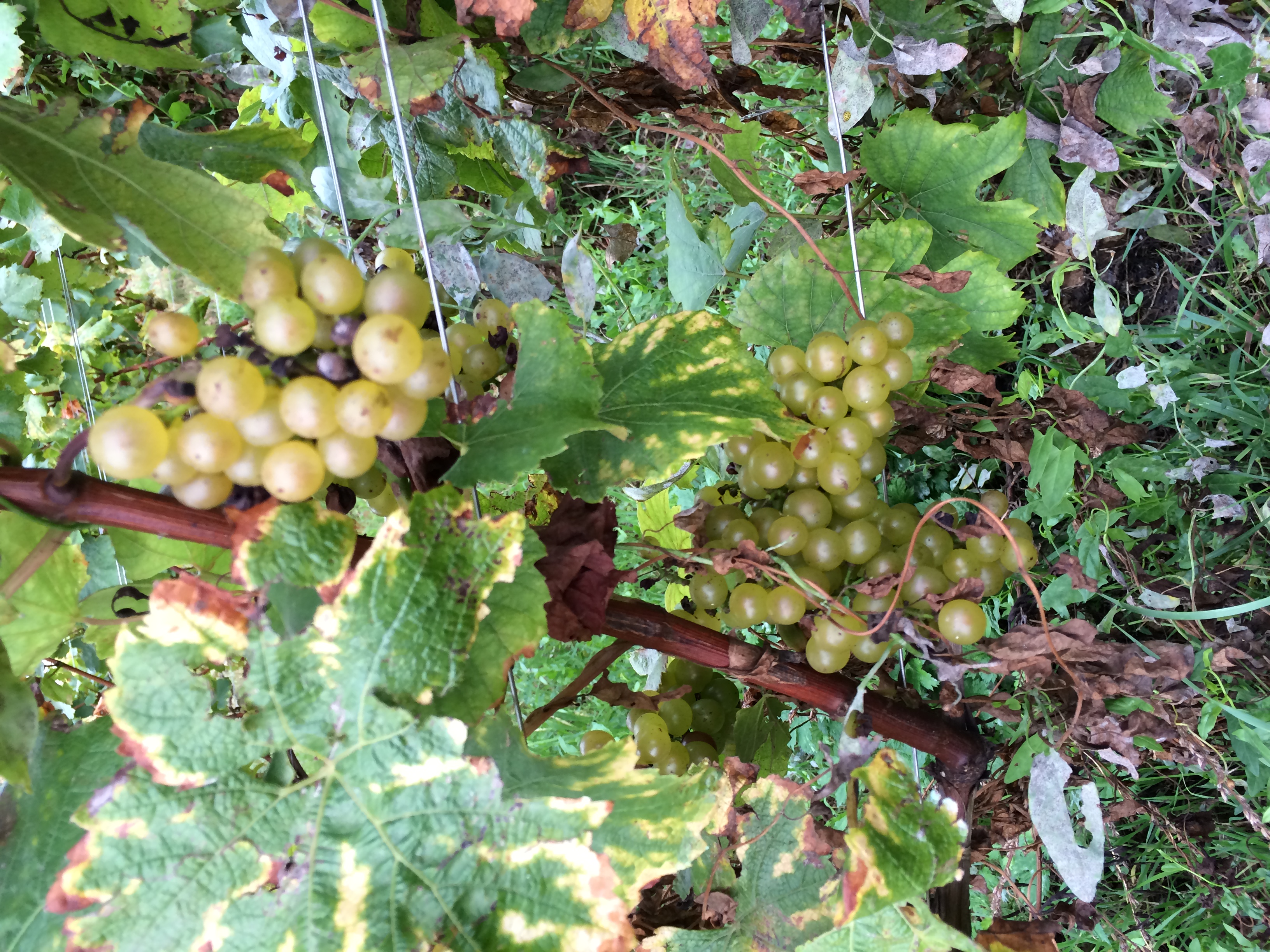 Grand Cru Corton Blanc