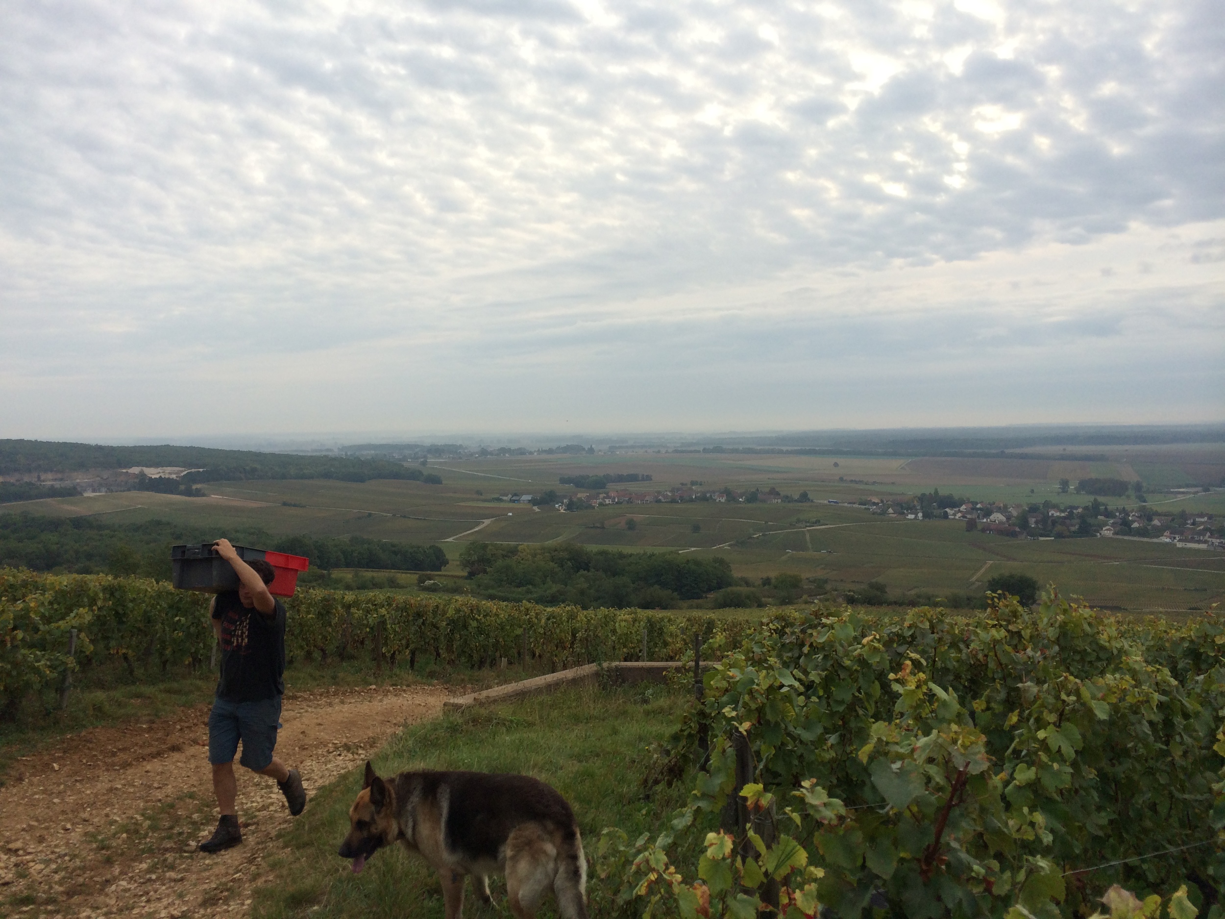 Vineyard worker on Corton 