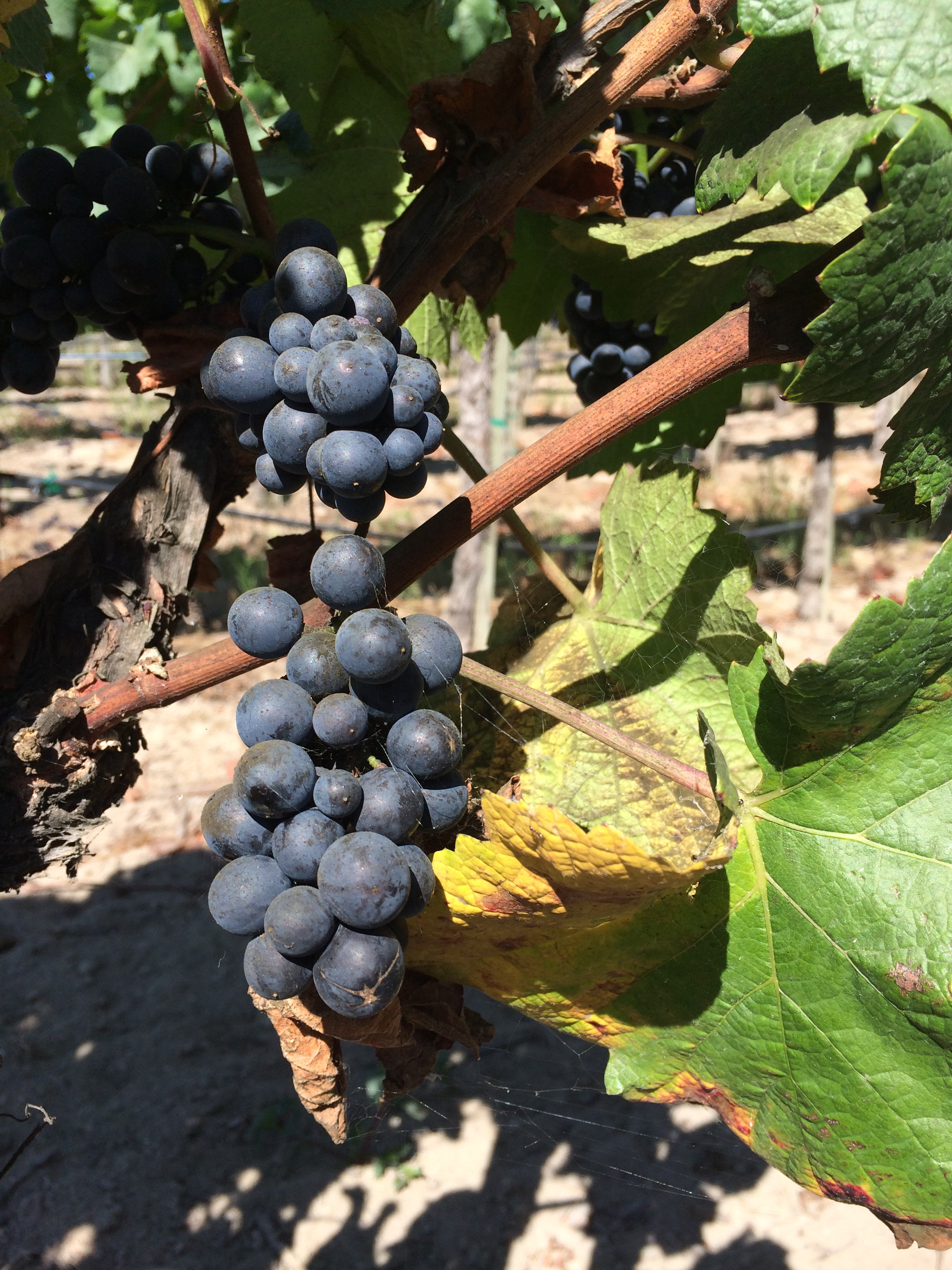 Pinot Grapes on the Vine