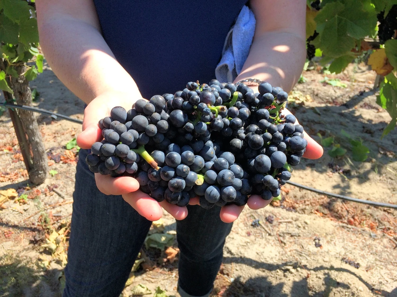 Clone-ing Around at the Thanksgiving Table 