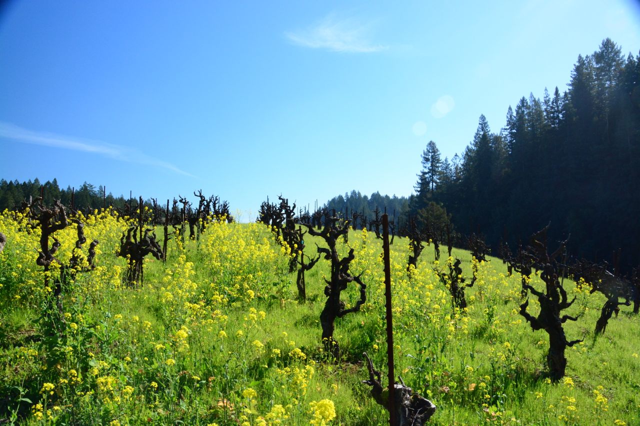 A New Certification Course in American Wine