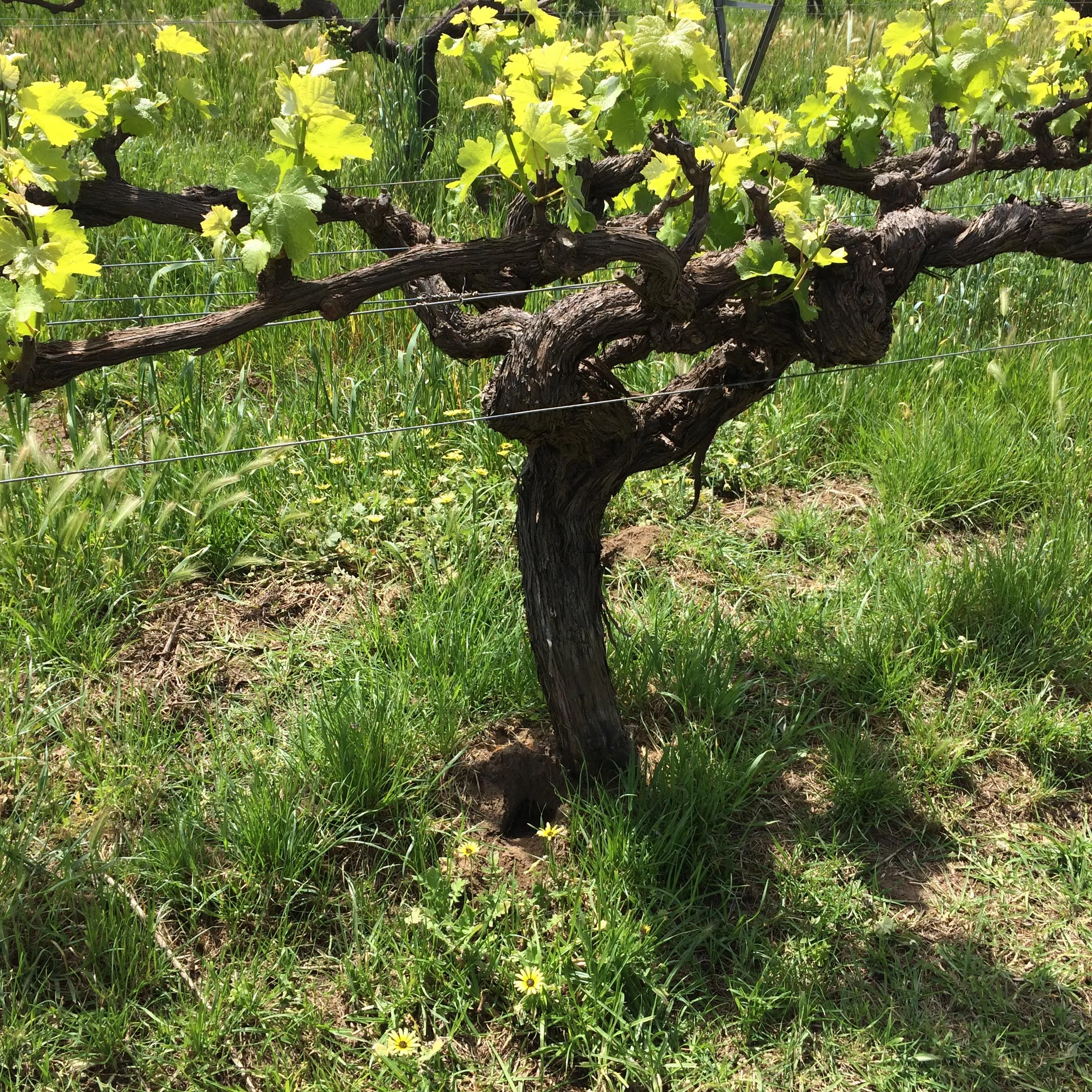 Droughts, floods, fires and hail: par for the winemaking course down under