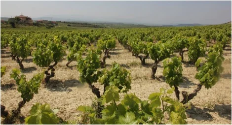 Tempranillo: A Grape By Any Other Name…