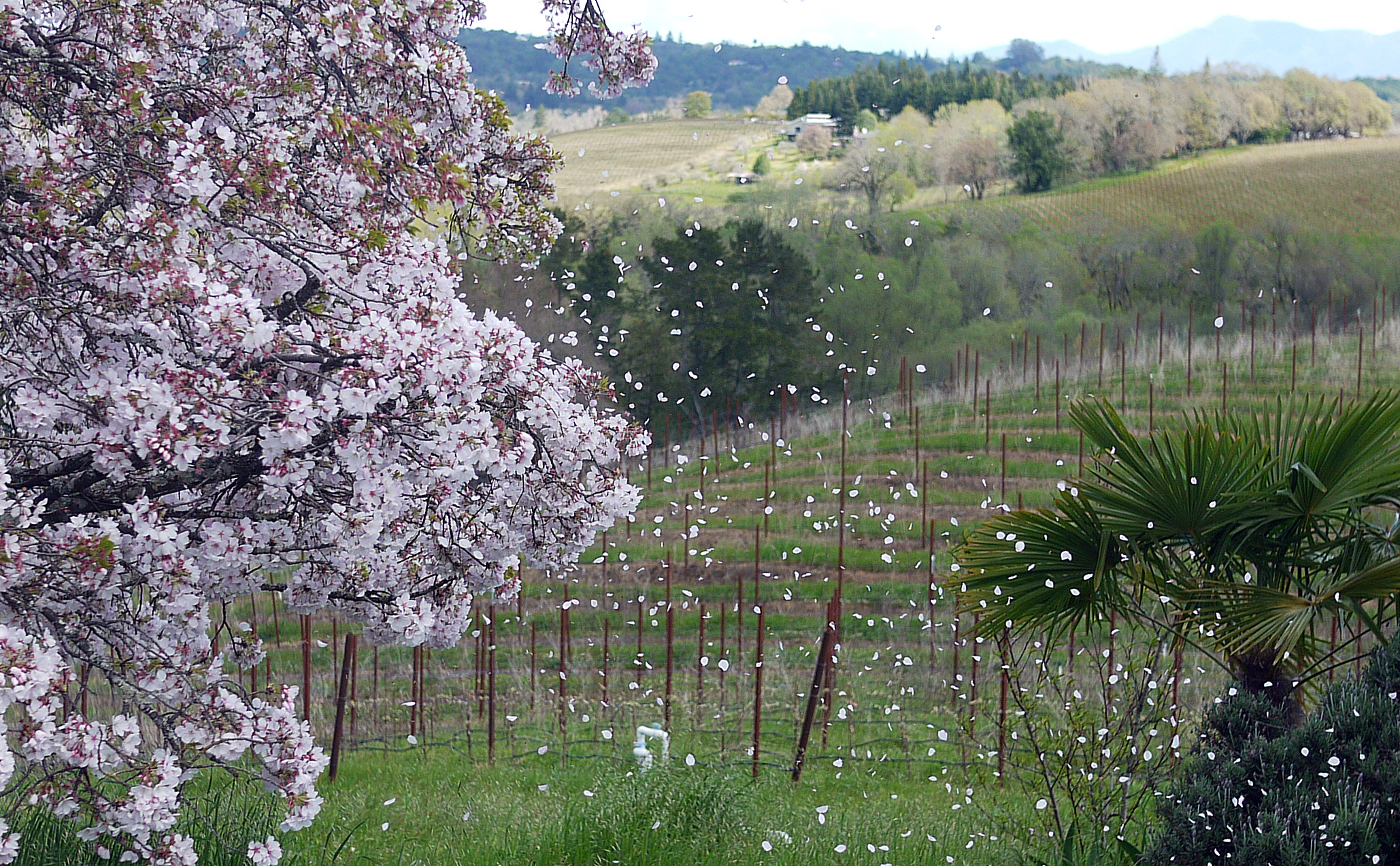 Spring in the Green Valley at Iron Horse Vineyards