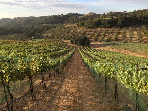 Harvest means early mornings in the vineyards- CCA worked alongside Stephy Terrizi at the Broadside vineyard to help prep for the harvest