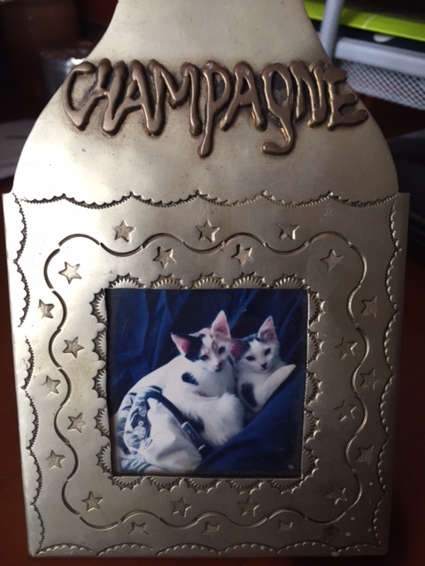 Misha (R) as a kitten with her sister Tasha (L )