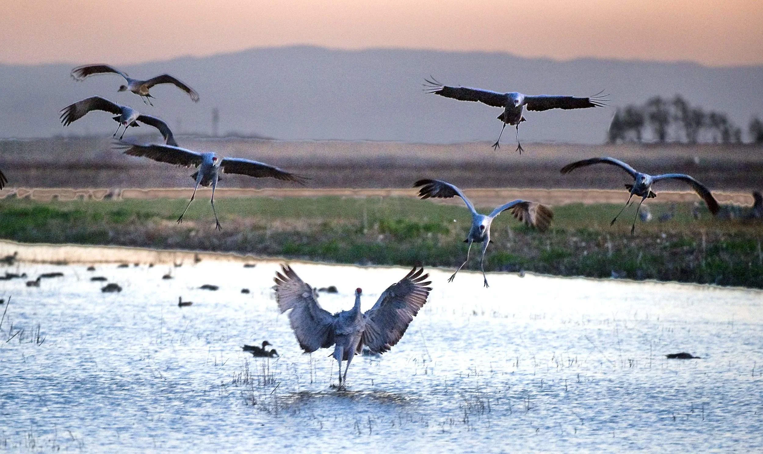 Sandhill Cranes descending in Lodi.