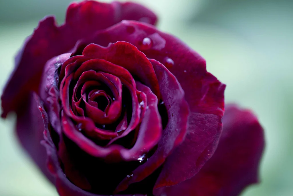 The #Sweet16 Seduction Wines for Valentine's Day