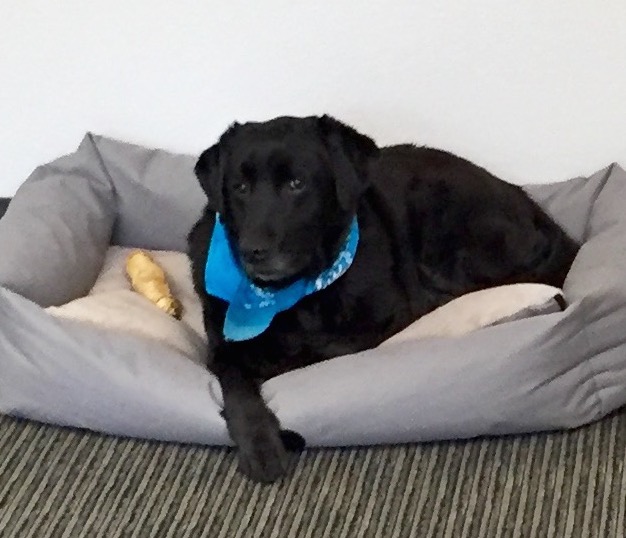Finn the sleepy fact checker