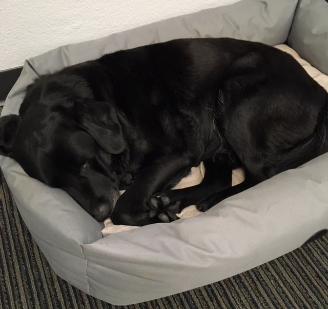 Finn the Fact Checker