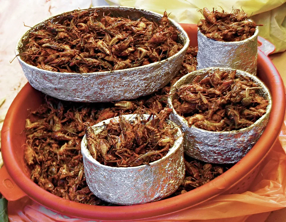 Chapulines (Photo Courtesy of Wikimedia)