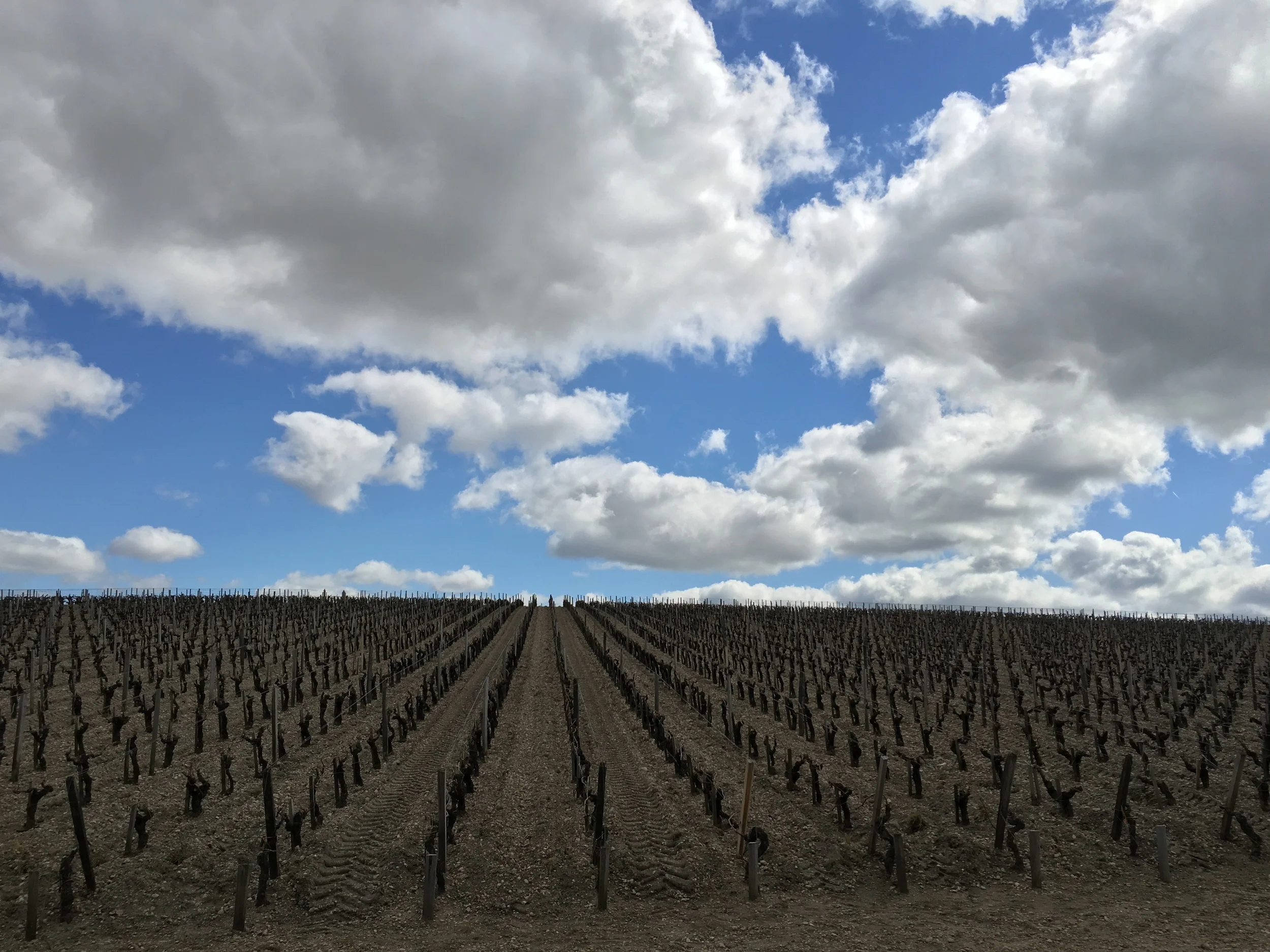 Moonscape vineyard at Paulliac. Photo courtesy of Devon Magee.
