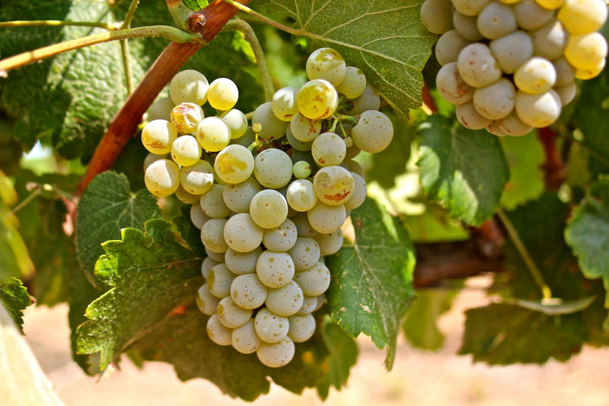 The Albariño grape. Photo courtesy of Vista Luna Vineyard.