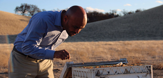 Ayele Solomon inspecting a hive. Photo courtesy of University of California at Berkeley.