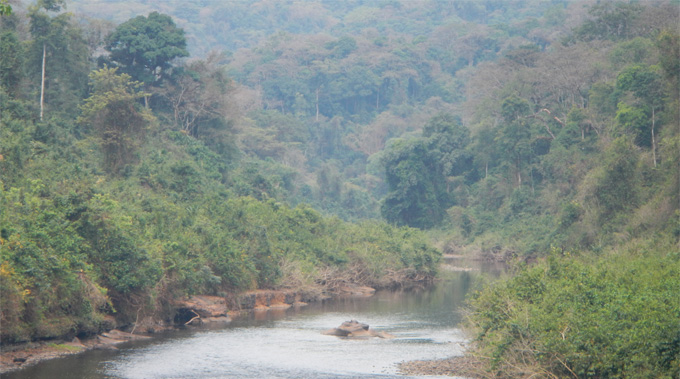 Kafa Rainforest . Photo courtesy of The Honey Wine Company.