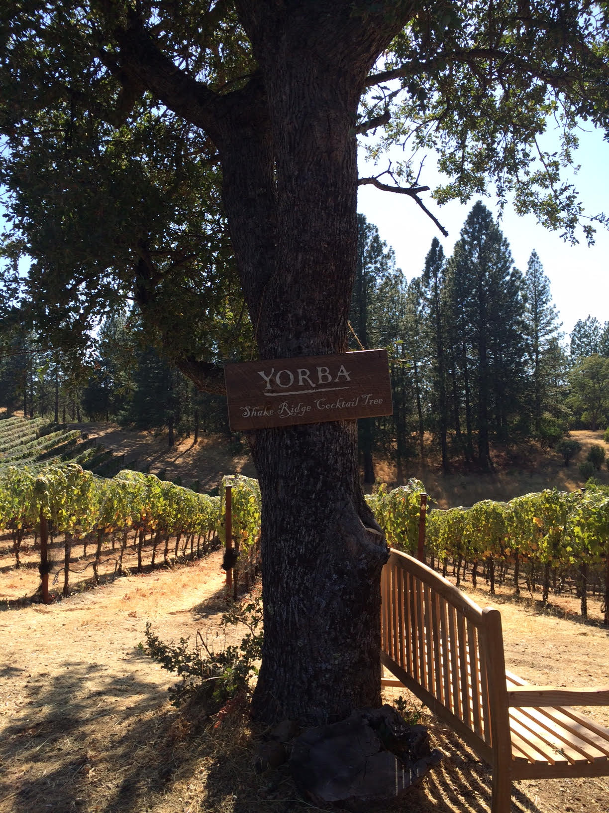 The 'Cocktail Tree' at Shake Ridge vineyard. Photo courtesy of Alex Fondren.