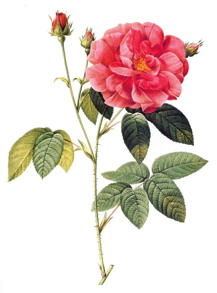 Naturalist's illustration of the rosa gallica . Image courtesy of jimtheobscure.com.