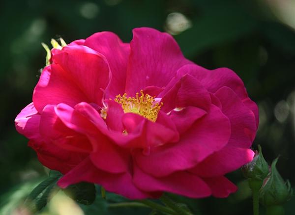 The rosa gallica officinialis . Photo courtesy of das pflanzen forum.