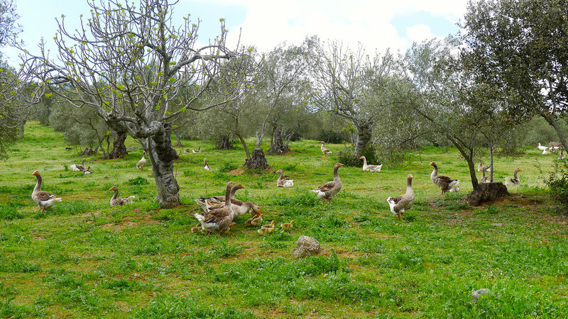 Sousa's "foie farm." Photo courtesy of Lauren Frayer, of NPR. 