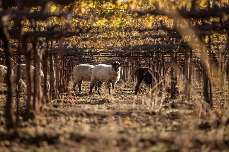 Sheep grazing at Bonterra's Veinyards. Photos courtesy of Bonterra.