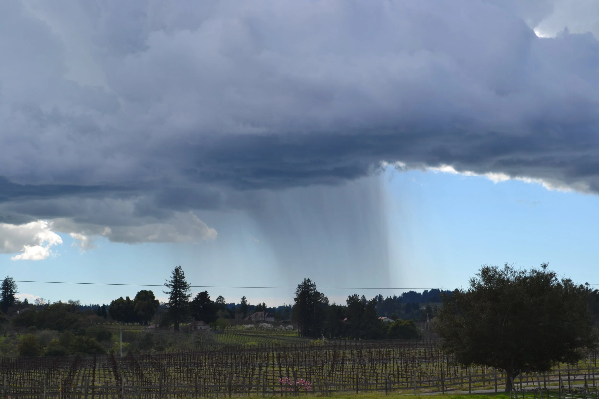 Photo courtesy of Emeritus Vineyards