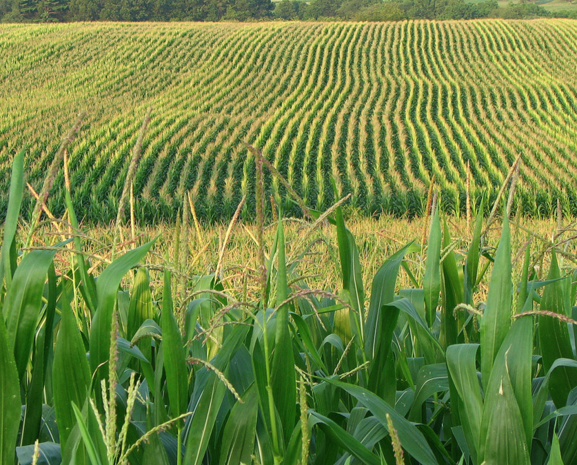 Corn Based Spirits