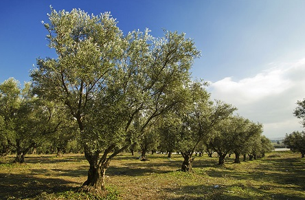 Photo Courtesy of Fast Growing Tree
