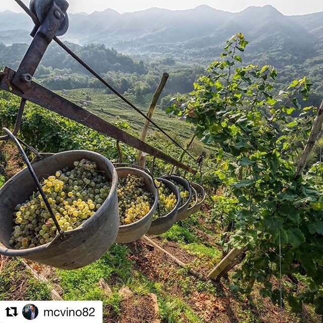 There&rsquo;s still time to register for Jon McDaniel's (@mcvino82) @Proseccocv ZOOM master class. See the link in his bio. .
#Repost: Somm friends! A reminder I will be hosting a Zoom masterclass for one of my favorite regions Conegliano Valdobbiade