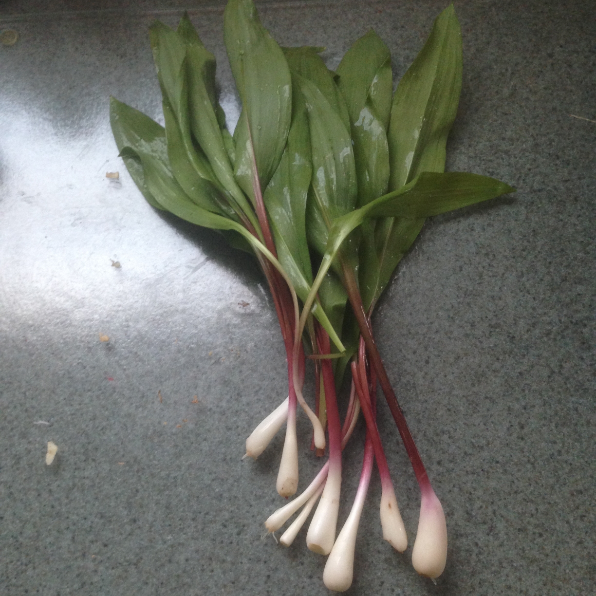 Pictured here are Whole Ramps cleaned and ready for processing into food.
