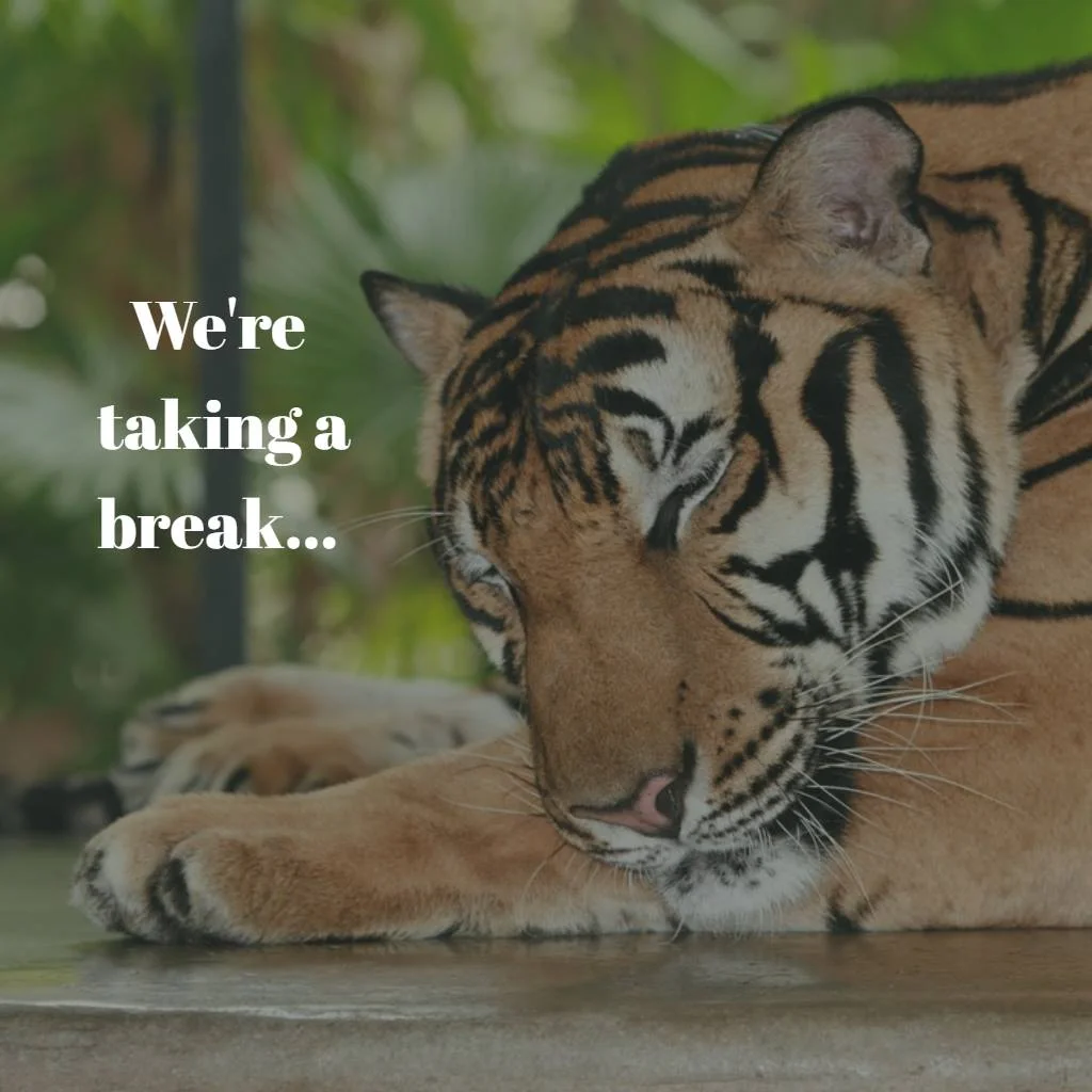 Tiger Beat Break.jpg