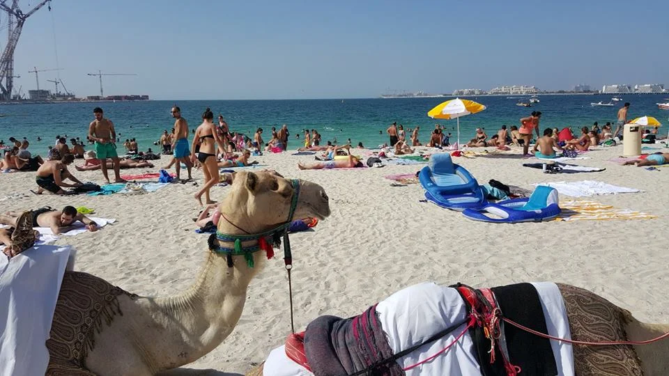 That is a real camel