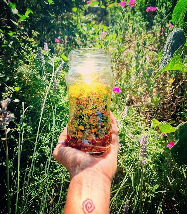 Lovin cup ✨💕✨
Summer Solstice St.Johns Wort Harvest.
.
Since ancient times this medicine,  straight from Mama Earth, has been known for her qualities of &lsquo;gladdening the heart&rsquo; and dispelling stagnant or depressed energy from the body, ph