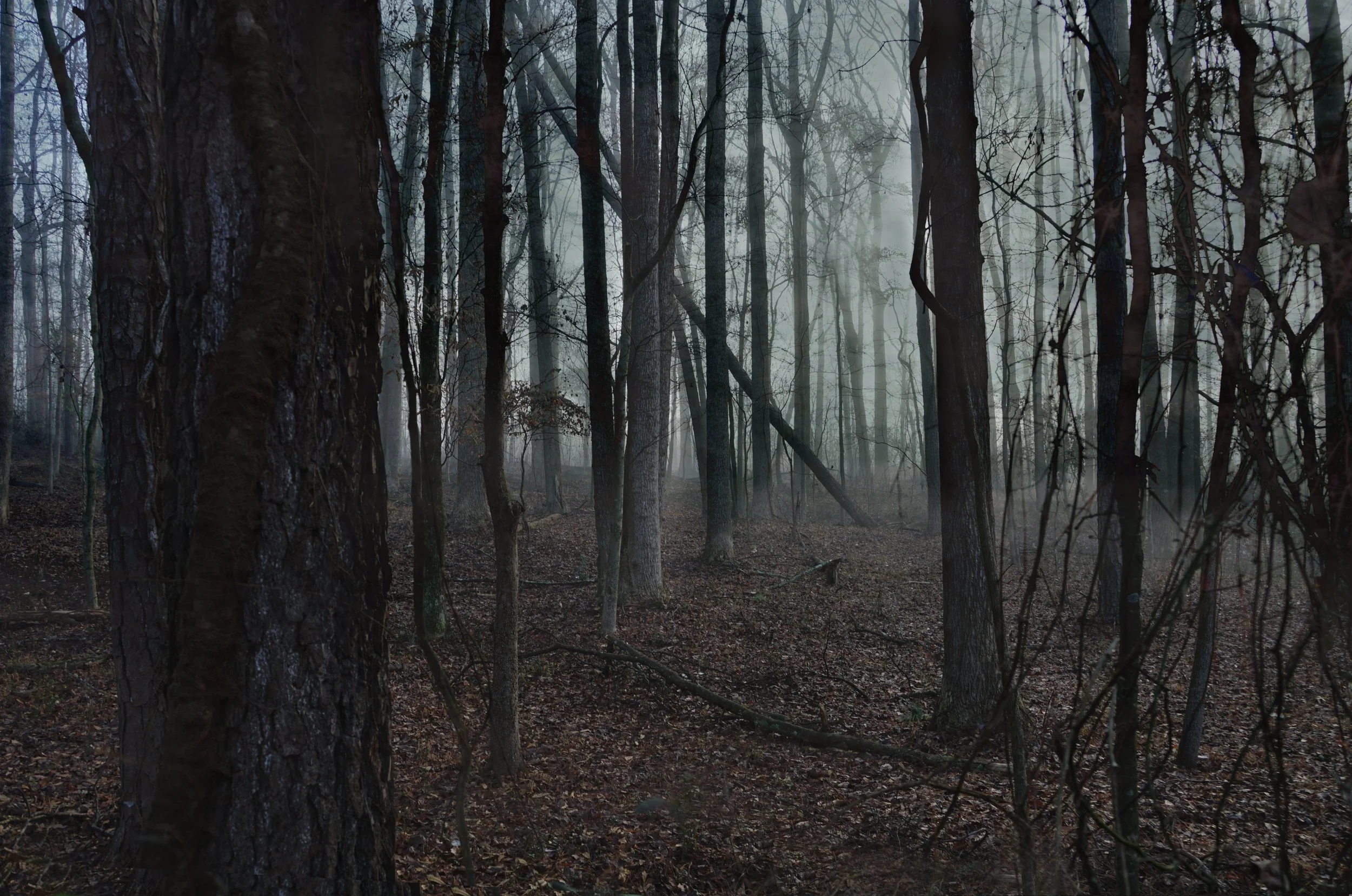 Woods in Woodstock